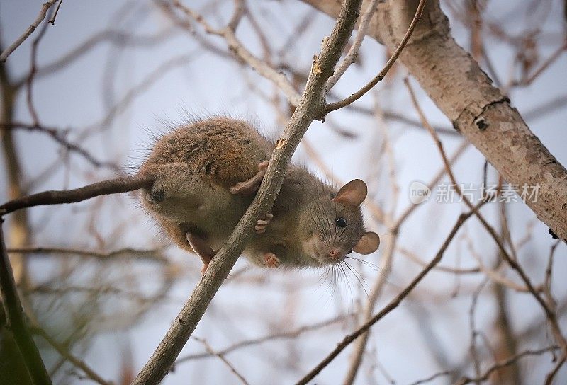 雄性家鼠(Rattus Rattus)